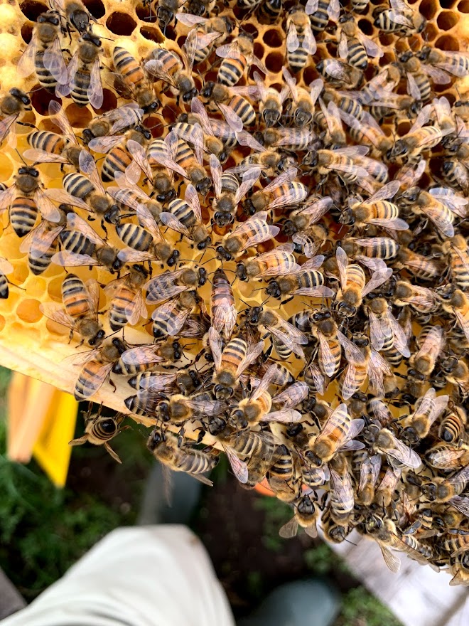 Bee Amigos Bees